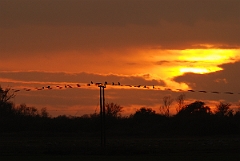 David Plant Photography - Wildlife Photographer - Cormorants on a wire at sunset - C